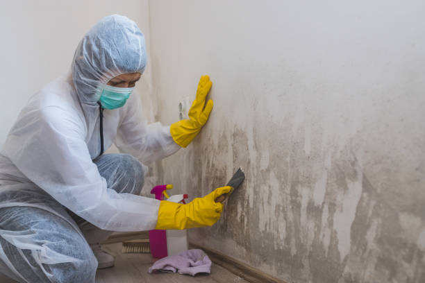 Best Black Mold Removal  in Aurora, MN