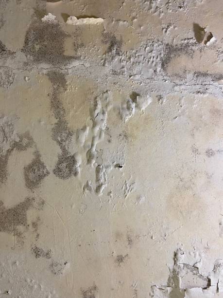 Best Mold Cleaning Services  in Aurora, MN
