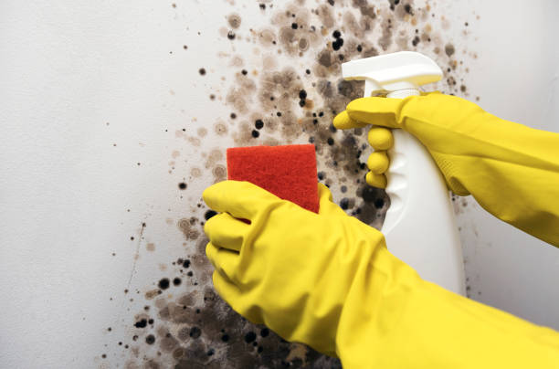 Best Attic Mold Removal  in Aurora, MN