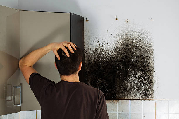 Office Mold Removal Services in Aurora, MN