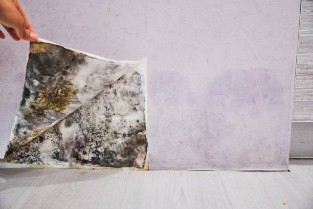 Best Mold Remediation Services  in Aurora, MN